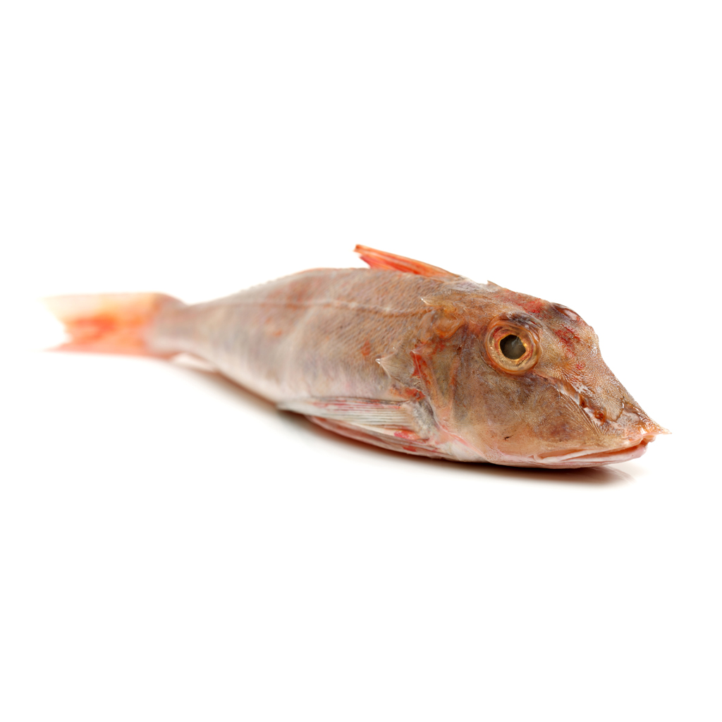 Морской петух