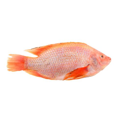 red tilapia